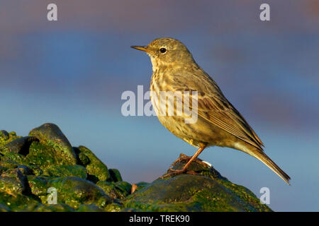 Rock pitpit (Anthus petrosus), auf einem Felsen, Italien, Toskana Stockfoto