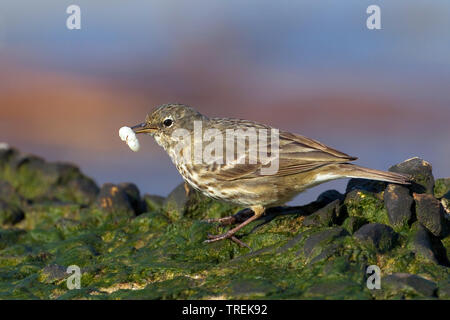 Rock pitpit (Anthus petrosus), auf einem Felsen mit Caterpillar im Schnabel, Italien, Toskana Stockfoto