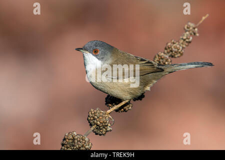 Sardische Warbler (Sylvia Melanocephala), Weibliche, Italien Stockfoto