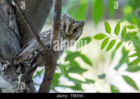 Eurasian scops Owl (Otus scops Pulchellus, Otus Pulchellus), sittting auf einem Zweig, Kasachstan, Almaty Stockfoto