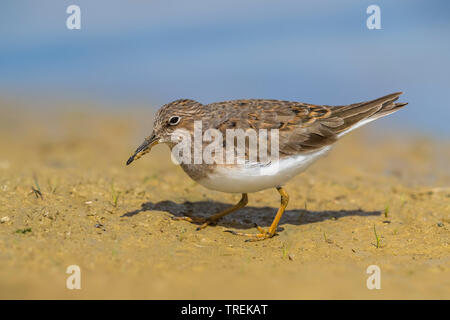 Temminck's Stint (Calidris temminckii), auf dem Boden, Italien Stockfoto