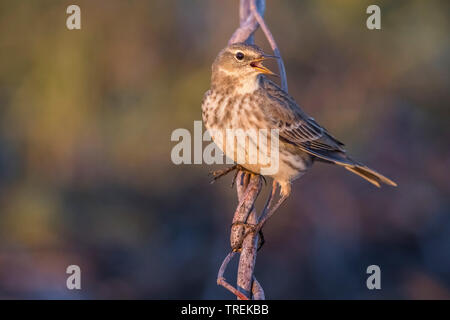 Wasser pitpit (Anthus spinoletta), auf einem Zweig, Italien Stockfoto