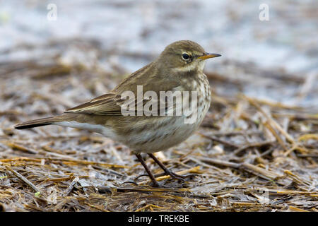 Wasser pitpit (Anthus spinoletta), auf dem Boden, Italien Stockfoto