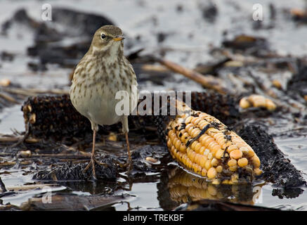 Wasser pitpit (Anthus spinoletta), auf nassem Boden mit Mais, Maiskolben, Italien, Toskana Stockfoto