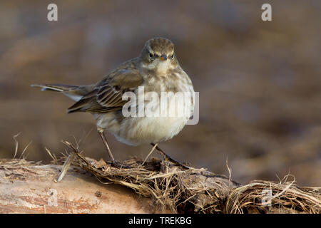 Wasser pitpit (Anthus spinoletta), sitzend auf einem Zaun, Italien Stockfoto