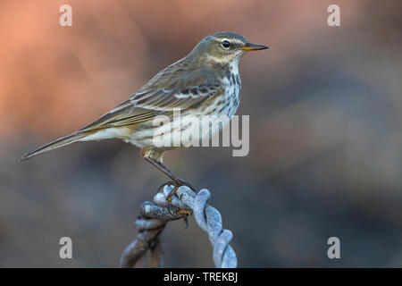 Wasser pitpit (Anthus spinoletta), sitzend auf einem Zaun, Italien Stockfoto