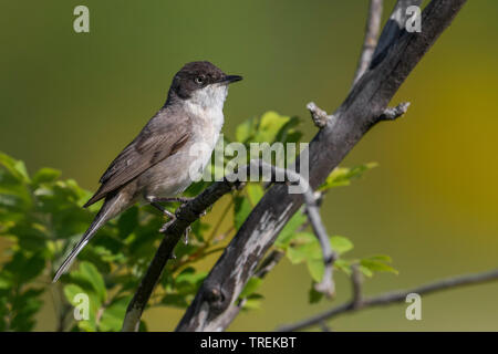 Orphean Warbler (Sylvia hortensis), male auf einem Zweig, Frankreich, Provence Stockfoto