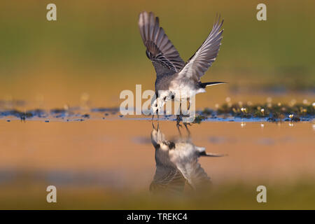 Bachstelze, Bachstelze (Motacilla alba), nahrungssuche am Wasser, Italien Stockfoto