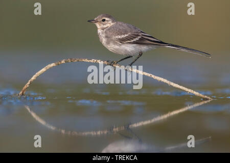 Bachstelze, Bachstelze (Motacilla alba), hocken auf einem Zweig im Wasser, Italien Stockfoto