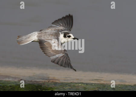 White-winged Schwarz tern (Chlidonias leucopterus), im Flug, Oman Stockfoto