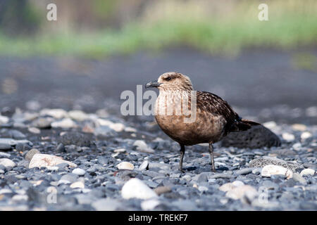 Great skua (Eulen skua, Catharacta skua), auf dem Boden sitzend, Island Stockfoto