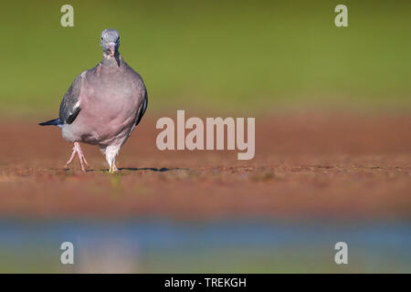 Ringeltaube (Columba palumbus), die von der Wasserseite, Italien, Firenze Stockfoto