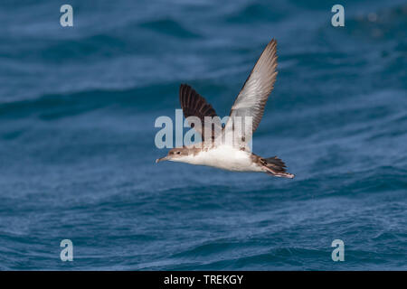 Yelkouan shearwater (Puffinus yelkouan), über das Meer fliegen, Livorno, Italien Stockfoto