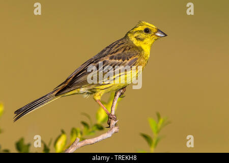 Die Goldammer wären (Emberiza citrinella), male auf einem Zweig, Frankreich, Provence Stockfoto