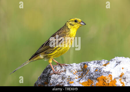 Die Goldammer wären (Emberiza citrinella), male auf einem Felsen, Frankreich, Provence Stockfoto