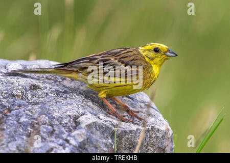 Die Goldammer wären (Emberiza citrinella), male auf einem Felsen, Frankreich, Provence Stockfoto