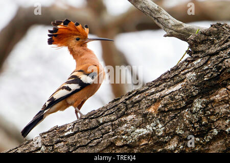 Afrikanischer Wiedehopf (Upupa africana), das in einem Baum gehockt, Afrika Stockfoto