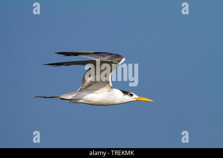 Mehr crested tern (Thalasseus, Sterna bergii bergii Velox Velox), im Flug in den blauen Himmel, Seitenansicht, Oman Stockfoto