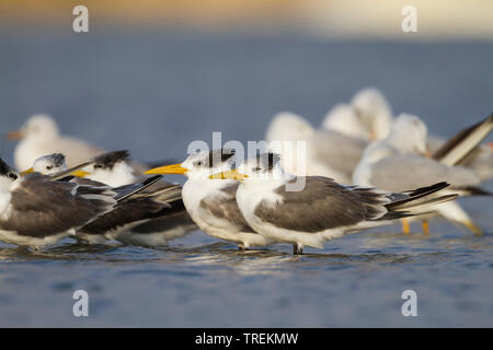 Mehr crested tern (Thalasseus, Sterna bergii bergii Velox Velox), Troop im flachen Wasser ruhen, Oman Stockfoto