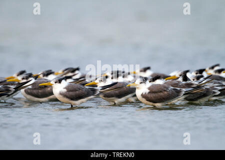 Mehr crested tern (Thalasseus, Sterna bergii bergii Velox Velox), Herde im flachen Wasser ruhen, Oman Stockfoto