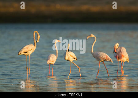 Mehr Flamingo (Phoenicopterus roseus, Phoenicopterus ruber Roseus), Truppe junger Vögel im flachen Wasser, Oman Stockfoto