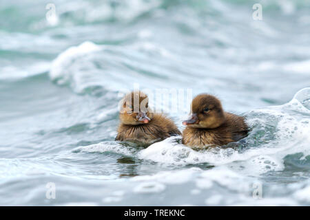 Mehr bergenten (Aythya marila Marila, Aythya marila), zwei Swimming Entenküken, Vorderansicht, Island Stockfoto