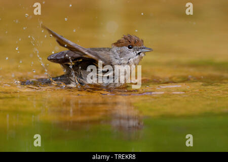 Mönchsgrasmücke (Sylvia atricapilla), Baden, Deutschland, Bayern Stockfoto