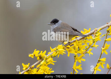 Mönchsgrasmücke (Sylvia atricapilla), male auf einem forsythia, Deutschland, Bayern Stockfoto