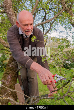 Apfelbaum (Malus Domestica), männlich Schneiden von Obstbäumen, Deutschland Stockfoto