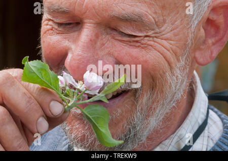 Apfelbaum (Malus Domestica), Mann riechen in einem Apple Blossom, Deutschland Stockfoto