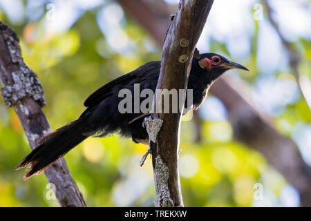 Red-faced honeyeater (Gymnomyza aubryana), eine vom Aussterben bedroht neue Caledonian endemische Vogelarten, Neukaledonien Stockfoto