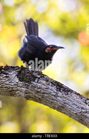 Red-faced honeyeater (Gymnomyza aubryana), eine vom Aussterben bedroht neue Caledonian endemische Vogelarten, Neukaledonien Stockfoto