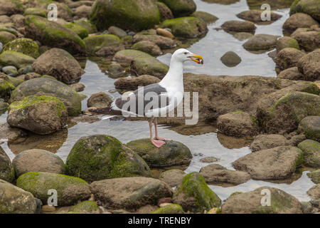 Möwe mit Essen im Mund Stockfoto