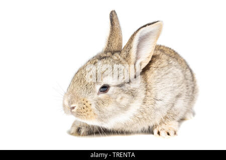 Grau flauschige Kaninchen an die Tafel. Auf weissem Hintergrund. Osterhase Stockfoto