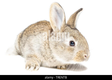 Grau flauschige Kaninchen an die Tafel. Auf weissem Hintergrund. Osterhase Stockfoto