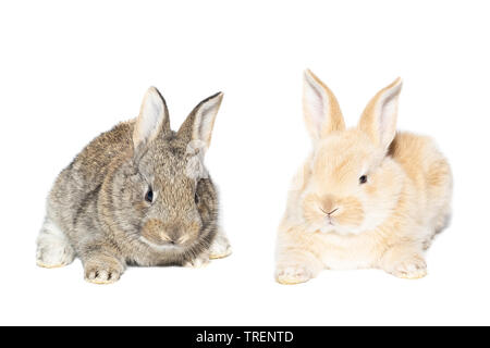 Grau flauschige Kaninchen an die Tafel. Auf weissem Hintergrund. Osterhase Stockfoto