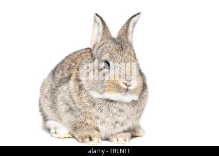 Grau flauschige Kaninchen an die Tafel. Auf weissem Hintergrund. Osterhase Stockfoto