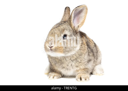 Grau flauschige Kaninchen an die Tafel. Auf weissem Hintergrund. Osterhase Stockfoto