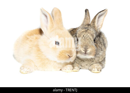 Grau flauschige Kaninchen an die Tafel. Auf weissem Hintergrund. Osterhase Stockfoto