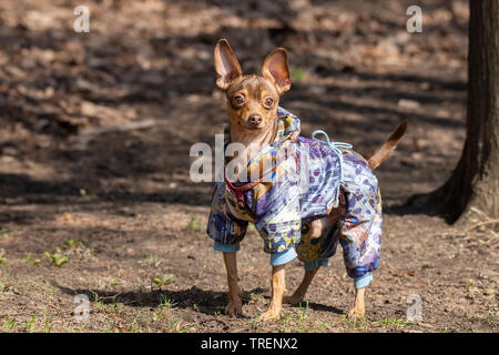 Braun chihuahua Hund Spaziergänge in Spring Park auf dem Weg Stockfoto