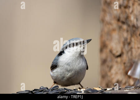 Kleiber, kleinen Garten und Wald Vogel. Wissenschaftlicher Name: Sitta, auf einem Vogel füttern Tisch gehockt und Suchen auf der rechten Seite Mit dem Kopf und Schnabel zeigen Stockfoto