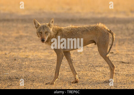Indische Wolf (Canis lupus pallipes) an Velavadar Nationalpark, Gujarat, Indien. Stockfoto