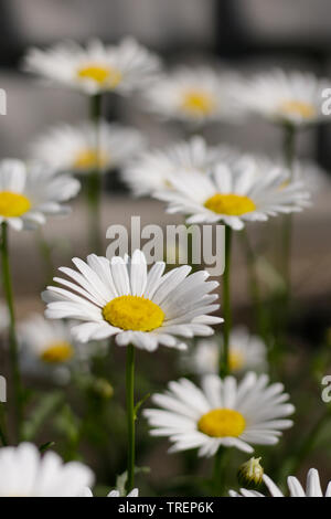Gänseblümchen an einem sonnigen Tag. Flache Tiefenschärfe Stockfoto
