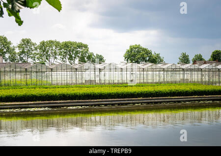 Gewächshäuser für den Anbau von Blumen in der Landschaft der Niederlande im Frühjahr Stockfoto