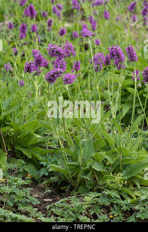 Heilziest, Echter, Ziest, Heil-Ziest, Echte Betonie, Flohblume, Pfaffenblume, Zahnkraut, Zehrkraut, Betonica officinalis, Stachys officinalis, gemeinsame h Stockfoto