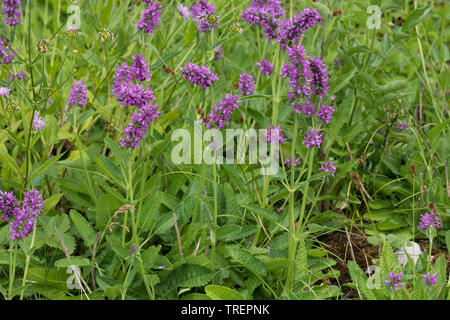 Heilziest, Echter, Ziest, Heil-Ziest, Echte Betonie, Flohblume, Pfaffenblume, Zahnkraut, Zehrkraut, Betonica officinalis, Stachys officinalis, gemeinsame h Stockfoto