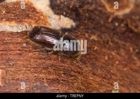 Buchdrucker, Großer Borkenkäfer, Fichtenborkenkäfer, Achtzähniger Fichten-Borkenkäfer, Borkenkäfer, Großer Achtzähniger Fichtenborkenkäfer, Ips Hrsg. Stockfoto