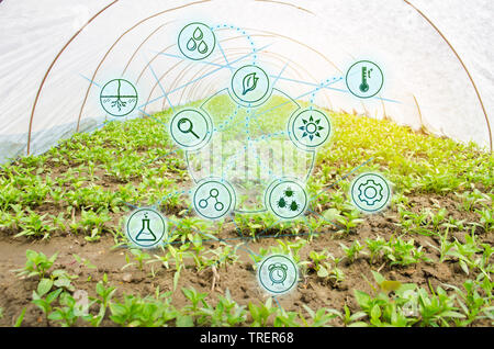 Pfeffer in das Feld ein. Wissenschaftliche Arbeiten und die Entwicklung von neuen Methoden und der Auswahl der Sorten. Hohe Technologien und Innovationen in der Agroindustrie. In Stockfoto