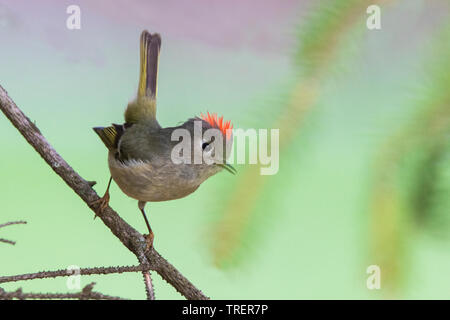 Männliche ruby - gekrönte kinglet (Regulus calendula) im Frühjahr Stockfoto