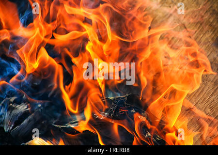 Brennholz Birke hell brennen im Feuer Stockfoto